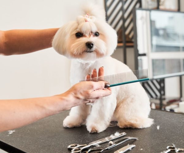 Professional cares for a dog in a specialized salon. Groomer holding brush at the hands near the dog. Woman combing fur of the maltipoo dog.