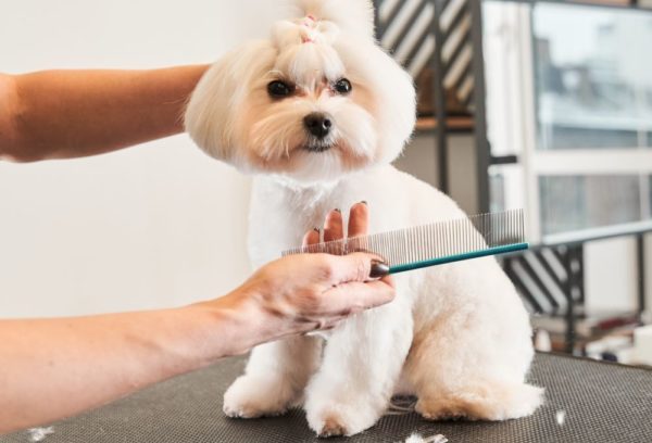 Dog care, dog grooming Pet care, pet grooming Bow Wow Meow Pet Insurance