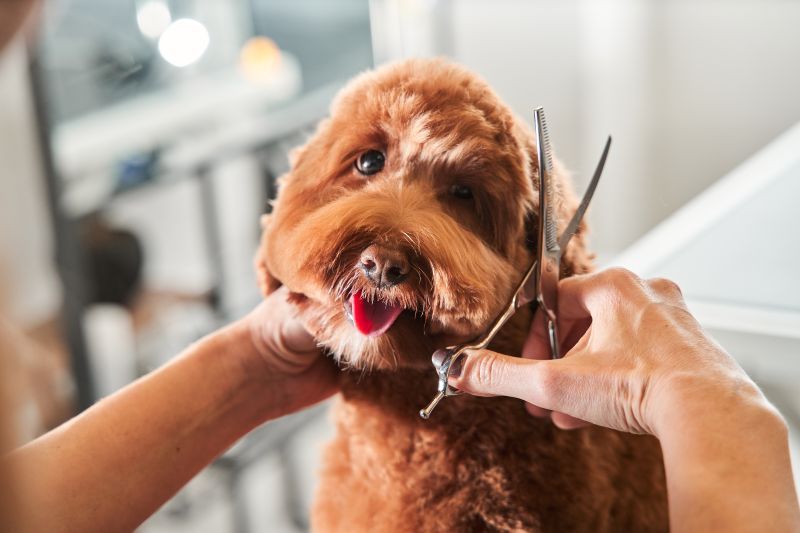 Professional groomer cuts a labradoodle's fur with scissors and clipper