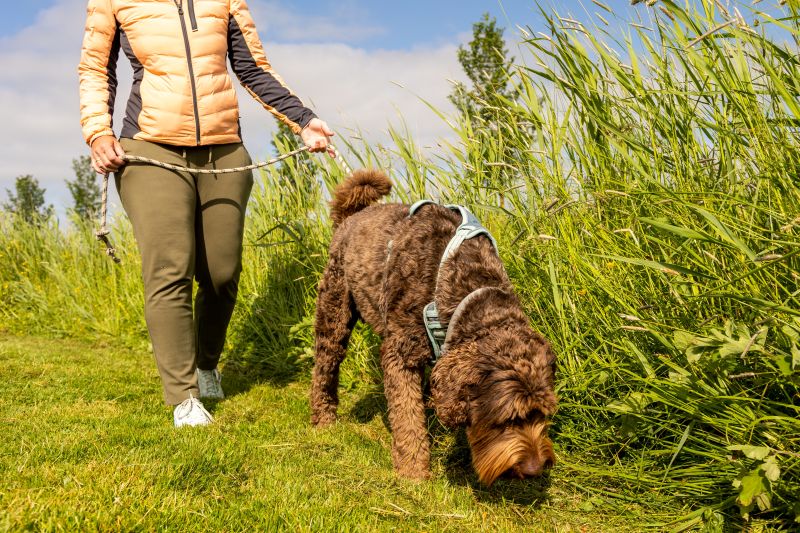 Chocolade brown Labradoodle being walked on the lead on a grassy field