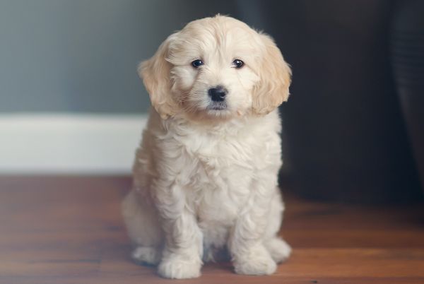 Oliver the Goldendoodle puppy is sitting on the wooden floor