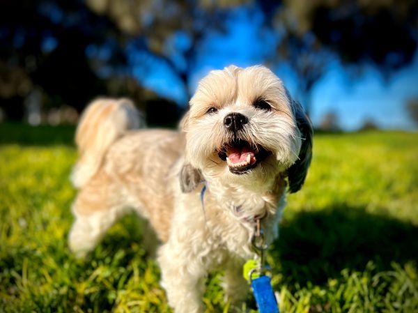 Maltese Shih Tzu dog with warm smile, against green-gold grass, enjoying sunshine