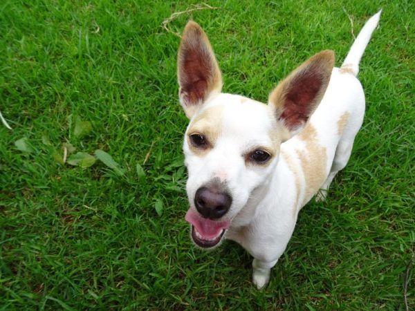 Mini fox terrier standing on green grass looking up