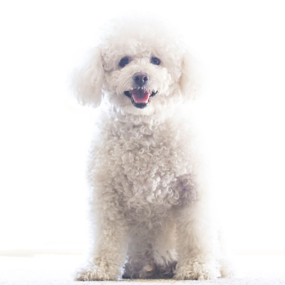 Moodle Dog Breed Information | Temperament & Health