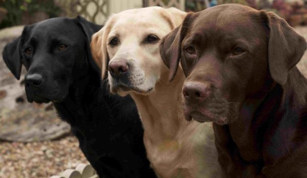 Black, yellow and chocolate labradors stand next to each other
