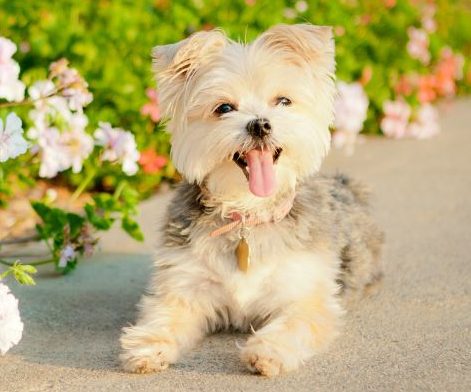 White Yorkshire Terrier-Maltese smiling near flowers