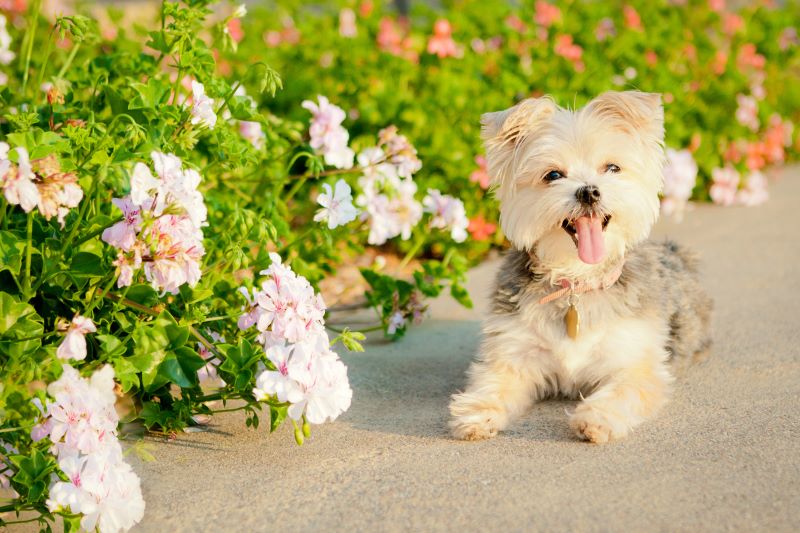 White Yorkshire Terrier-Maltese smiling near flowers