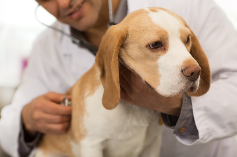 Close up shot of an adorable beagle canine being examined by a professional veterinarian at the clinic.