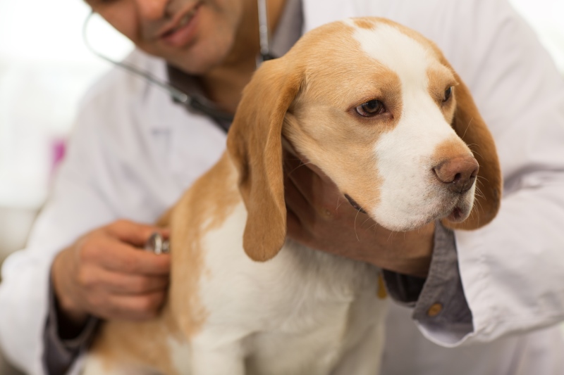 How to tell if your dog is sick