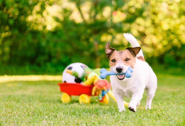 Happy dog playing outdoor walking with rubber bone next to cart full of doggy toys and balls