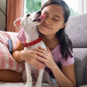 Jack russell terrier dogs lick owner face to show its love in living roo