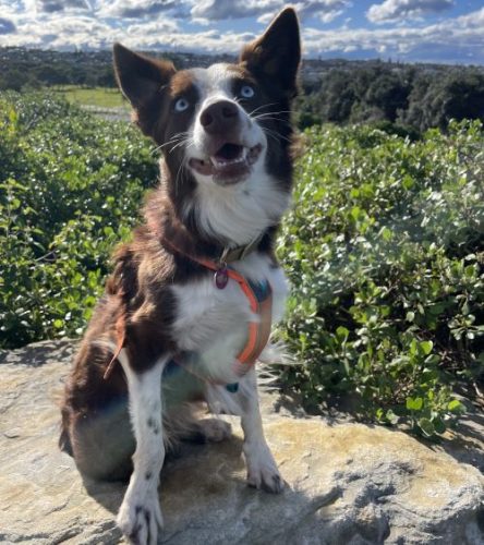 Suvee the border collie