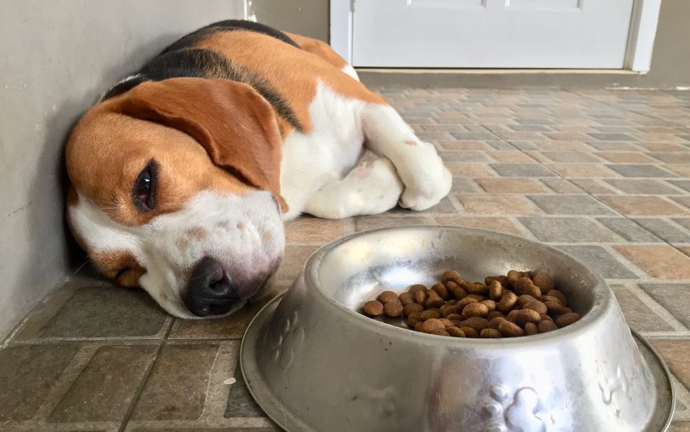 Sick, lethargic Beagle dog is lying next to food bowl refusing to eat