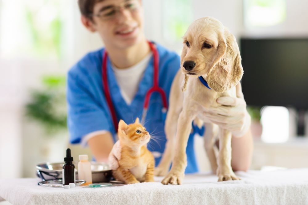 Pet Wellness Plans - explaining the difference & eliminating the confusion