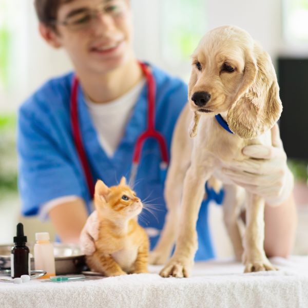 Vet examining dog and cat. Puppy and kitten at veterinarian doctor