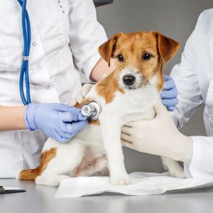 veterinarian and assistant in vet clinic at work