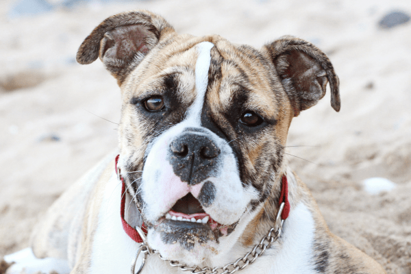 Australian Bulldog looking at Camera on Beach
