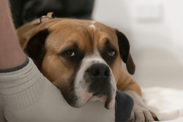 Australian Bulldog at his owner's foot