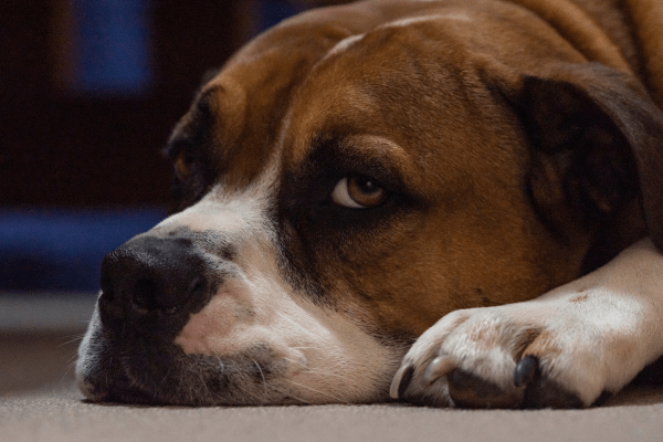 Australian Bulldog lying on the floor