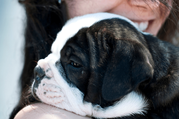 Australian Bulldog puppy in the arms of a young girl