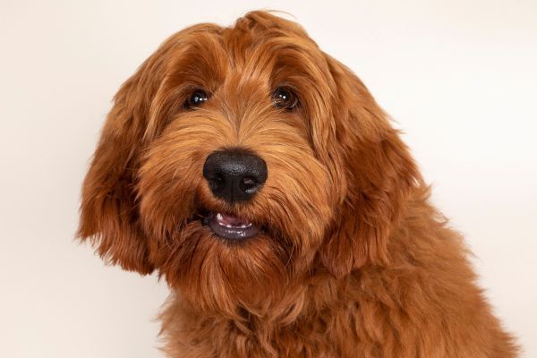 Australian Cobberdog smiles for the camera with a cute expression