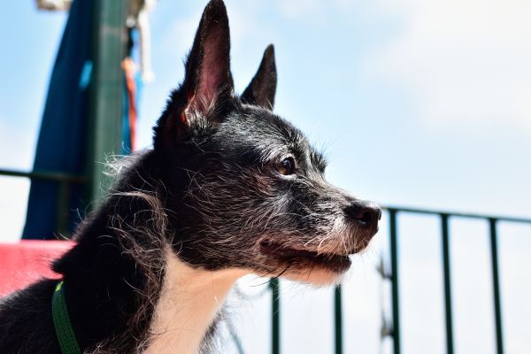 Closeup shot of an English toy terrier outdoors on a sunny day