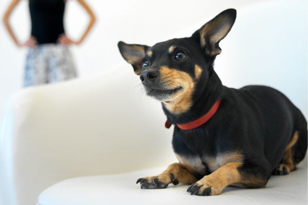English toy terrier lying on the white sofa in the foreground and young woman standing in the background