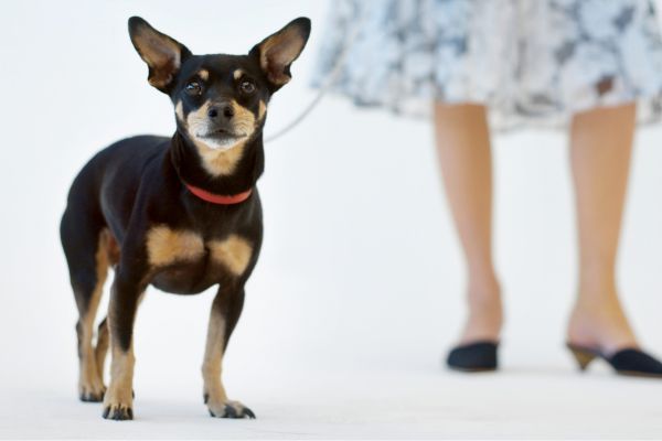 A woman standing with her English toy terrier
