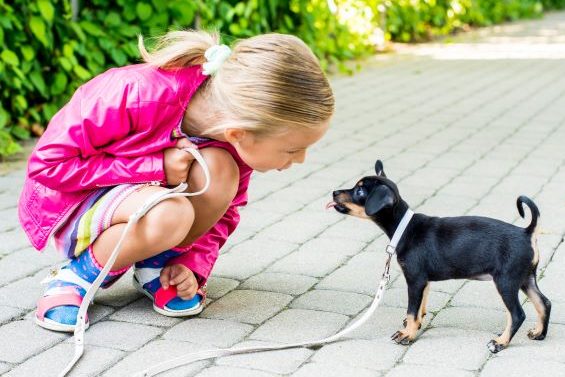 A young girl walks a small toy terrier