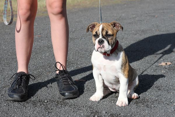 Cute Australian Bulldog Puppy At Obedience Training