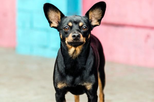 Adult black toy terrier stands in front of a pink and turquoise wall