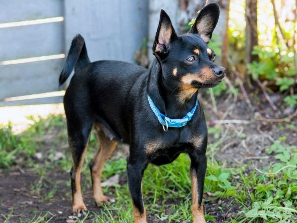 English Black Toy Terrier stands outside on the grass