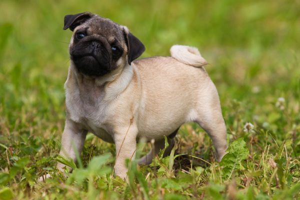Pug puppy on green grass
