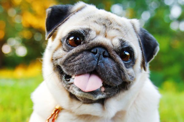 Little smiling pug sitting on a sidewalk in a summer park.