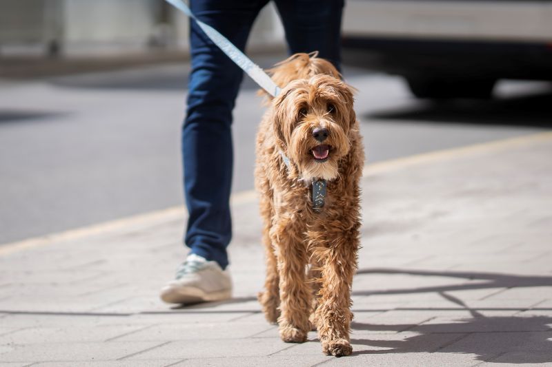Australian Cobberdog walking on a city sidewalk in bright sunlight
