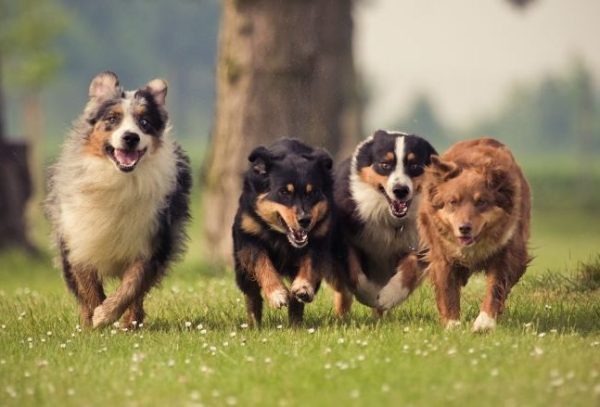 Four Australian Shepherd running over the lawn