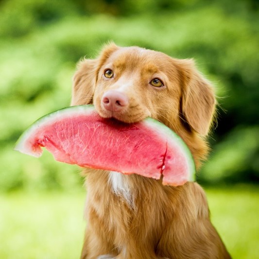 Cute and adorable nova scotia duck tolling retriever dog aka toller holding a watermelon in its mouth