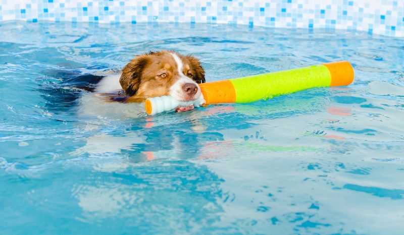 Australian shepherd swimming in the pool holding a toy