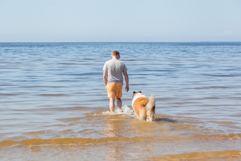 Young man and his ginger rough collie are walking together in shallow water of sea and refreshing on sunny hot summer day