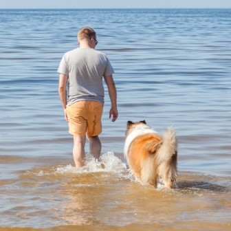 Young man and his ginger rough collie are walking together in shallow water of sea and refreshing on sunny hot summer day