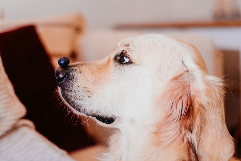 Cute golden retriever dog at home holding a blueberry on his snout