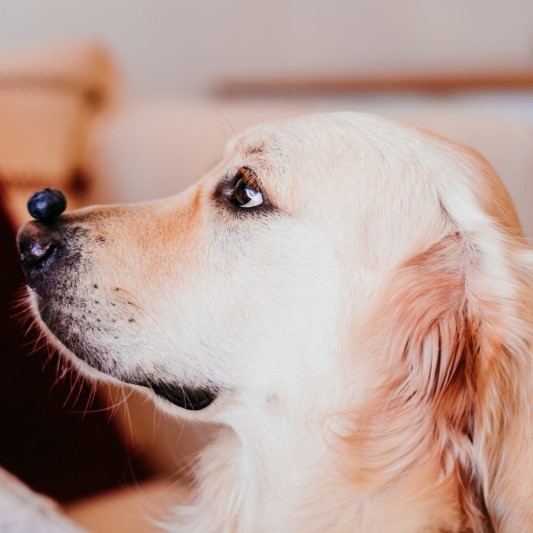 Cute golden retriever dog at home holding a blueberry on his snout
