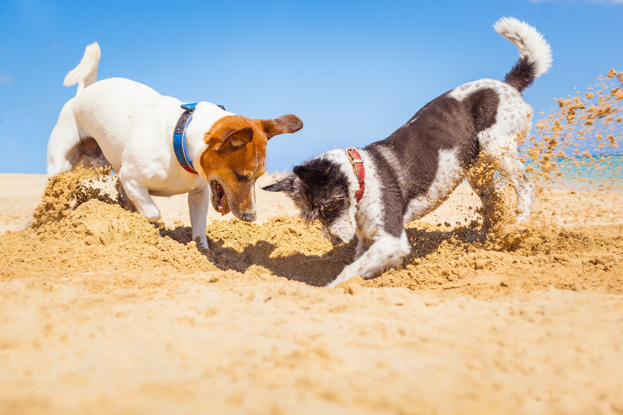 jack russell couple of dogs digging a hole in the sand at the beach on summer holiday