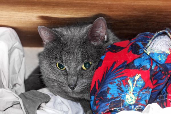 Grey cat hid on shelf between clothes