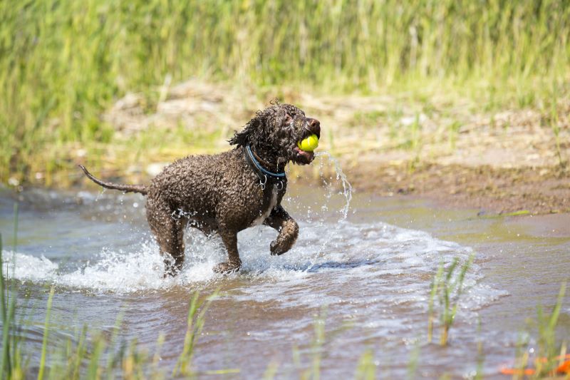 A lagotto romagnolo is fetching the ball from the sea.