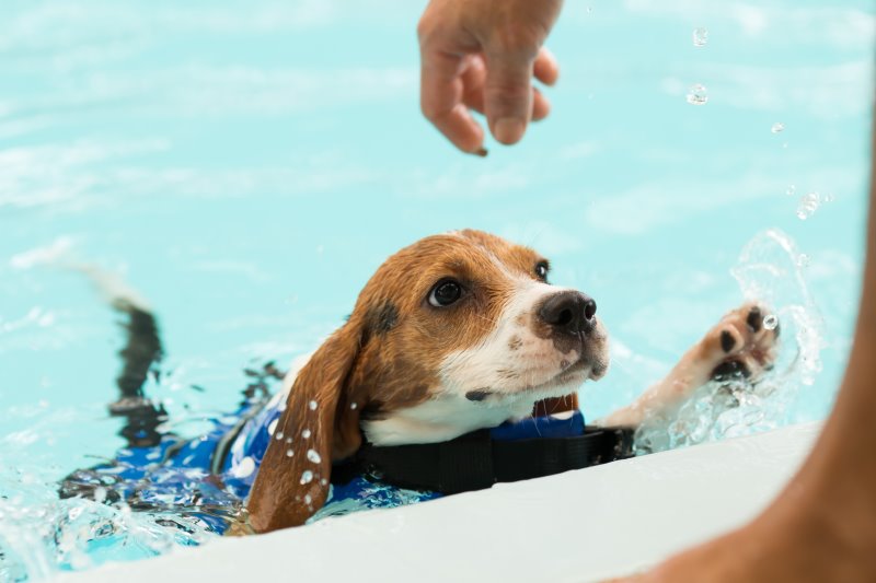 Puppy Beagle's learning how to swim