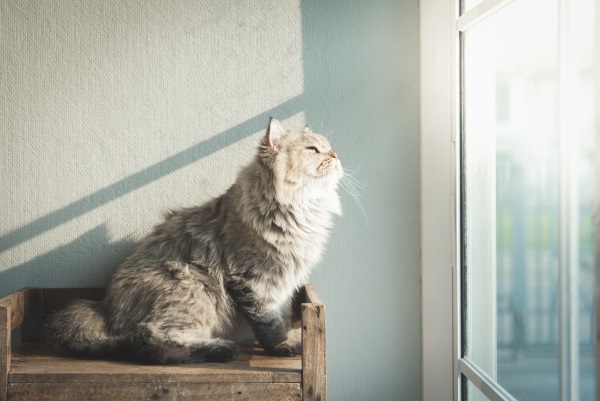 Beautiful cat looking out through a window,vintage filter