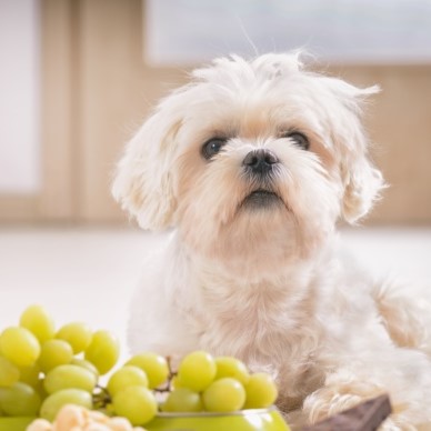 Little white maltese dog and food ingredients toxic to him