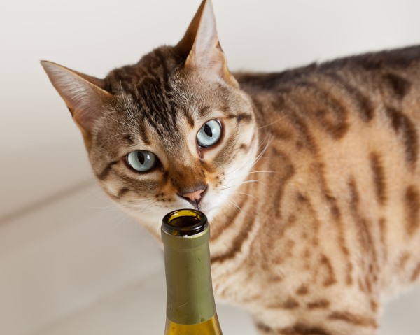 Curious brown bengal cat sniffing at an open wine bottle
