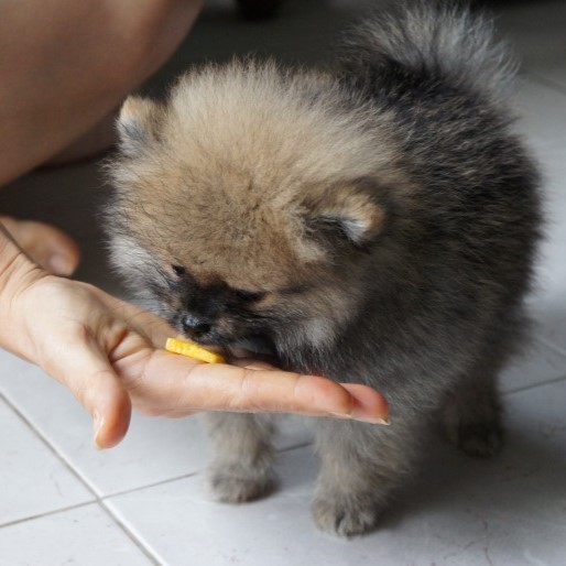 A Pomeranian pupy eating a piece of mango from human's hand
